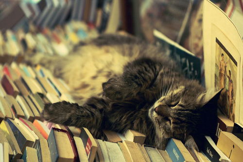 book-books-cat-blacksheep.rs