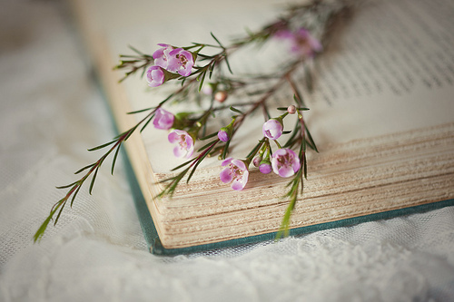 beautiful-book-cute-flower-blacksheep.rs
